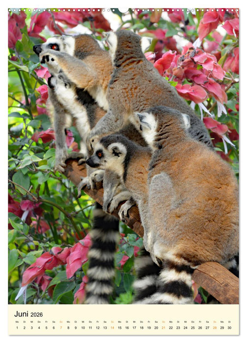 Putzige Kattas (CALVENDO Wandkalender 2026)