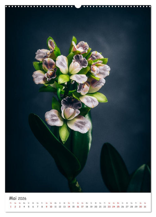 Orchideen Zauber (CALVENDO Premium Wandkalender 2026)