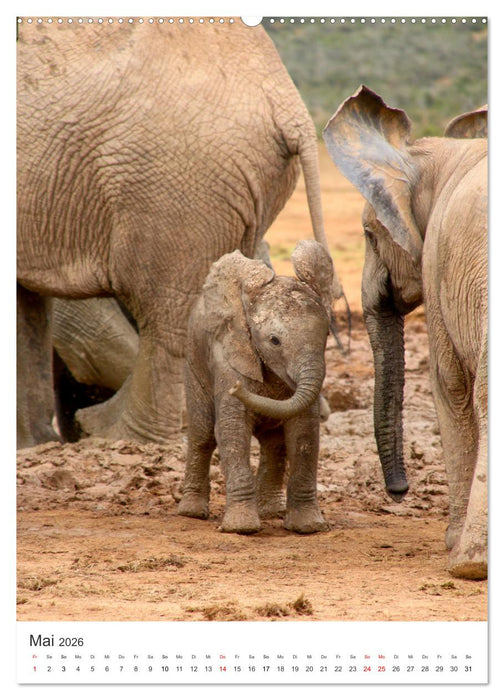 Muttertiere und ihre Jungen (CALVENDO Premium Wandkalender 2026)
