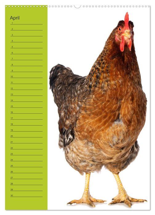 Kunterbunte Hühner Truppe (CALVENDO Premium Wandkalender 2026)