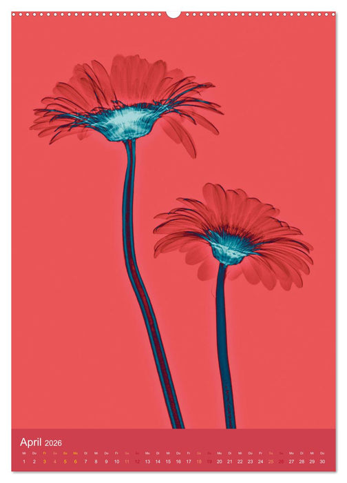 Durchleuchtete Blumenwelt 2026 (CALVENDO Premium Wandkalender 2026)