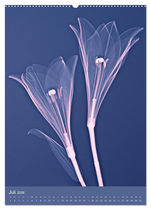 Durchleuchtete Blumenwelt 2026 (CALVENDO Premium Wandkalender 2026)