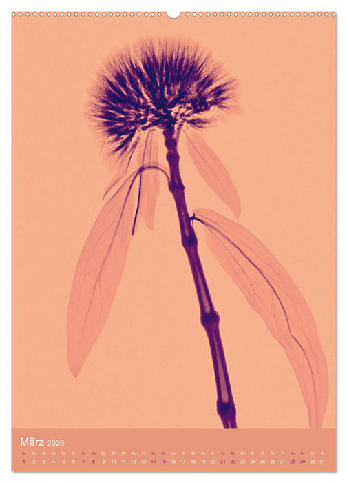 Durchleuchtete Blumenwelt 2026 (CALVENDO Wandkalender 2026)