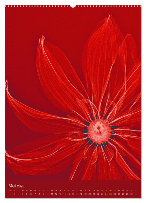 Durchleuchtete Blumenwelt 2026 (CALVENDO Wandkalender 2026)