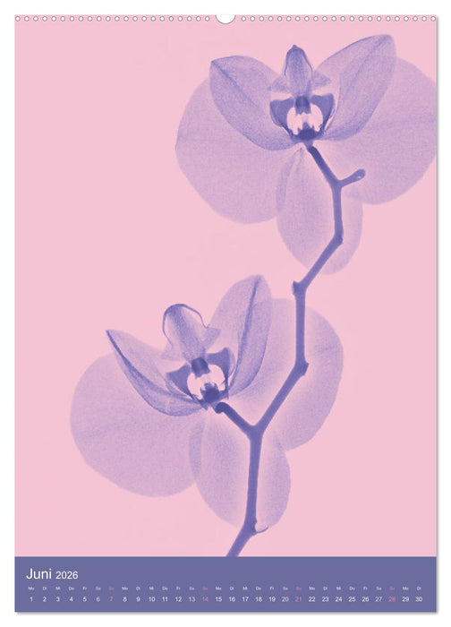 Durchleuchtete Blumenwelt 2026 (CALVENDO Wandkalender 2026)