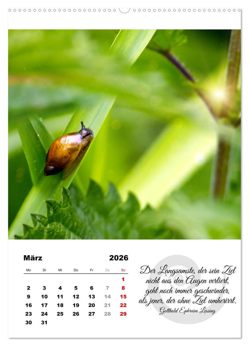 Schnecklein (CALVENDO Premium Wandkalender 2026)