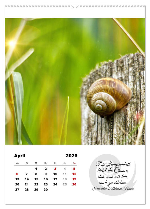 Schnecklein (CALVENDO Premium Wandkalender 2026)