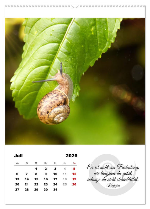 Schnecklein (CALVENDO Premium Wandkalender 2026)