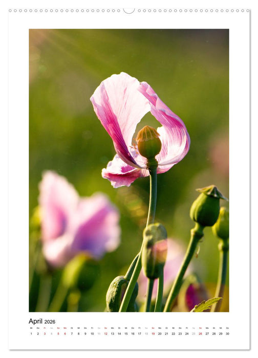 Zauber der Mohnblüte (CALVENDO Premium Wandkalender 2026)