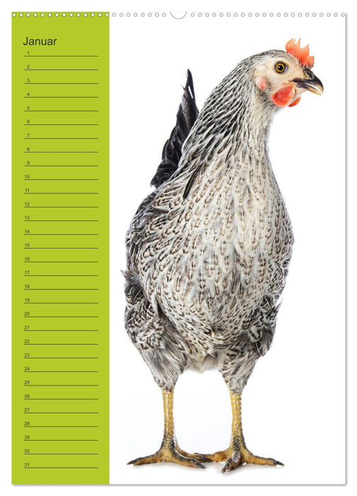 Kunterbunte Hühner Truppe (CALVENDO Wandkalender 2026)