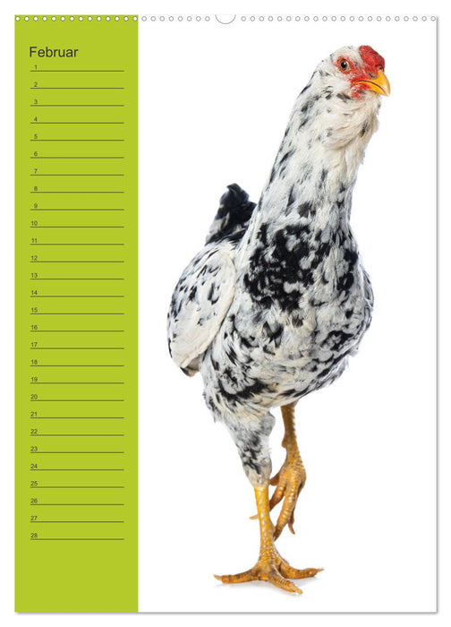 Kunterbunte Hühner Truppe (CALVENDO Wandkalender 2026)