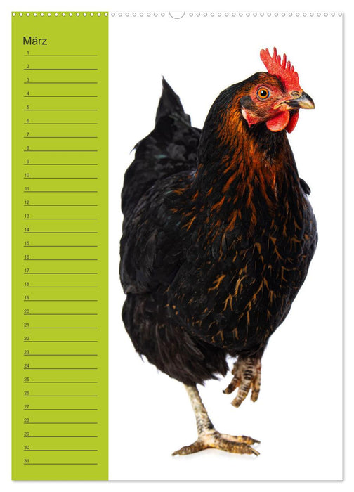 Kunterbunte Hühner Truppe (CALVENDO Wandkalender 2026)