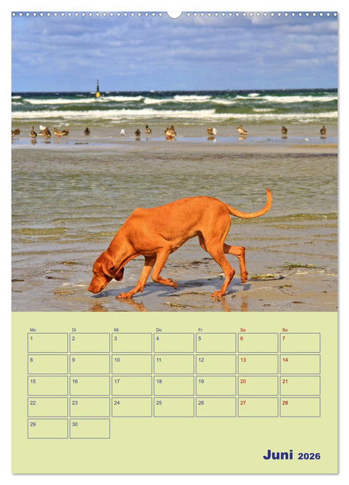 Sehnsuchtsort Ostseebad Boltenhagen (CALVENDO Premium Wandkalender 2026)