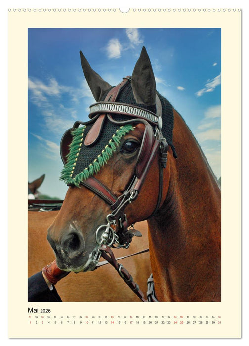 Kutschpferde im Portait (CALVENDO Premium Wandkalender 2026)