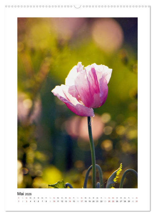 Zauber der Mohnblüte (CALVENDO Wandkalender 2026)