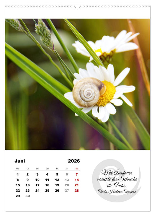 Schnecklein (CALVENDO Wandkalender 2026)