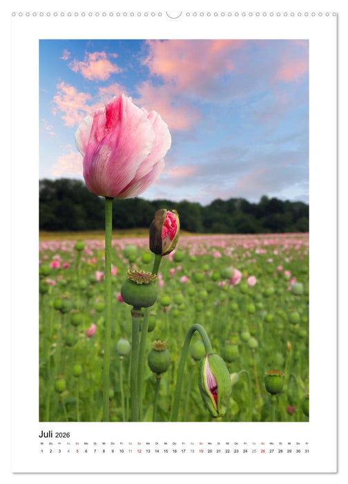 Werra-Meißner-Kreis (CALVENDO Premium Wandkalender 2026)