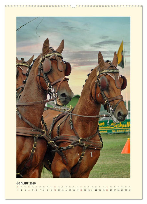 Kutschpferde im Portait (CALVENDO Wandkalender 2026)