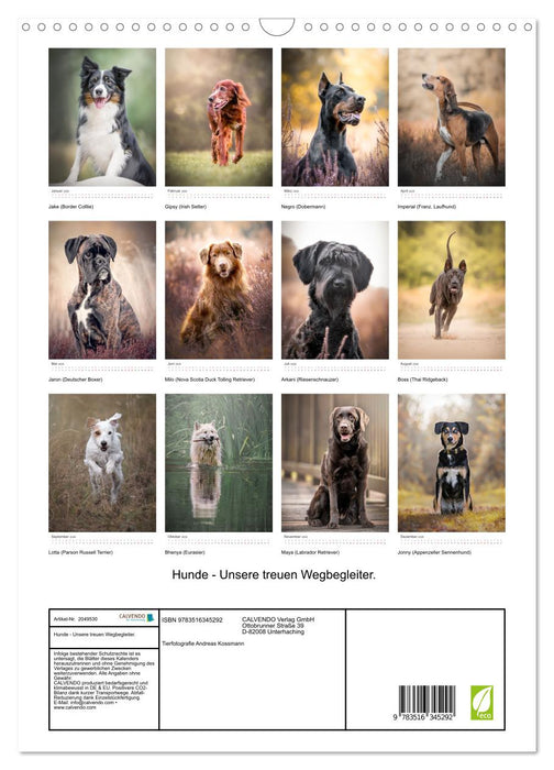 Hunde - Unsere treuen Wegbegleiter. (CALVENDO Wandkalender 2026)