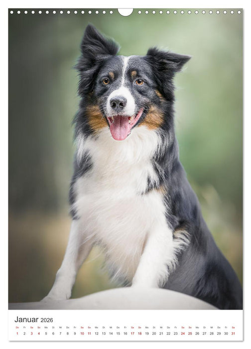 Hunde - Unsere treuen Wegbegleiter. (CALVENDO Wandkalender 2026)