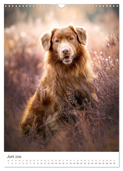 Hunde - Unsere treuen Wegbegleiter. (CALVENDO Wandkalender 2026)