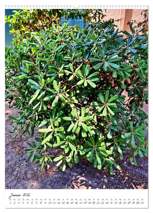 Faszinierende Olivenbäume (CALVENDO Premium Wandkalender 2026)