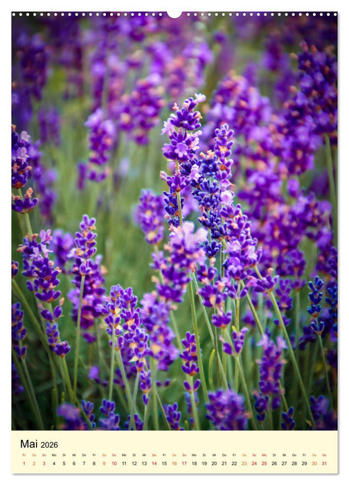 Provence Lavendel Paradies (CALVENDO Premium Wandkalender 2026)