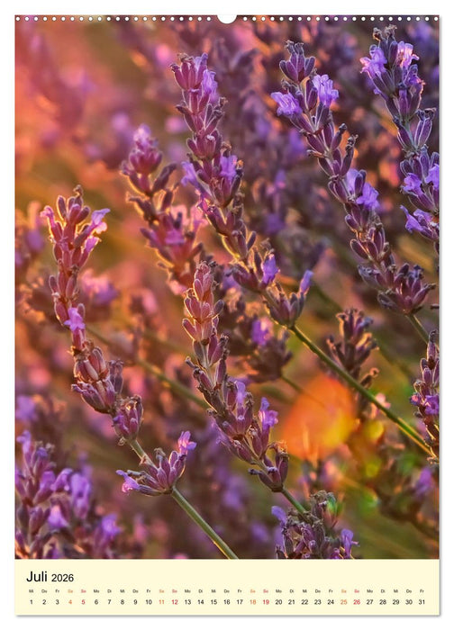 Provence Lavendel Paradies (CALVENDO Premium Wandkalender 2026)