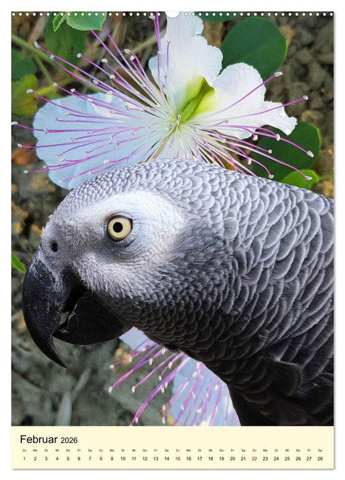 Farbenprächtige Papageien aus Asien und Afrika (CALVENDO Premium Wandkalender 2026)