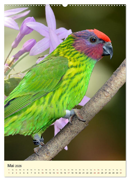 Farbenprächtige Papageien aus Asien und Afrika (CALVENDO Premium Wandkalender 2026)