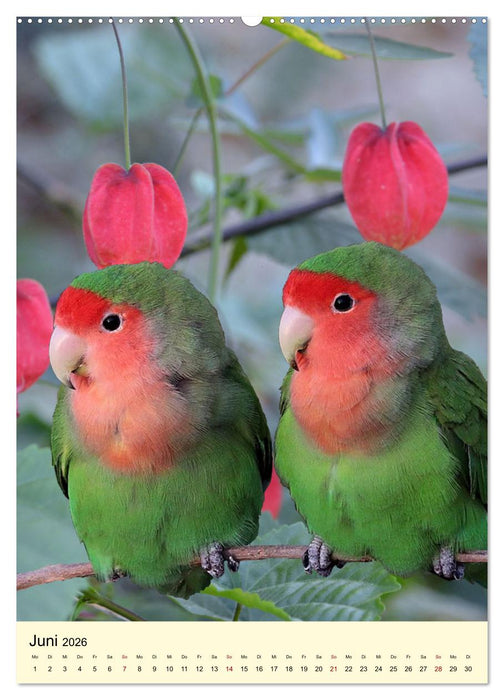 Farbenprächtige Papageien aus Asien und Afrika (CALVENDO Premium Wandkalender 2026)