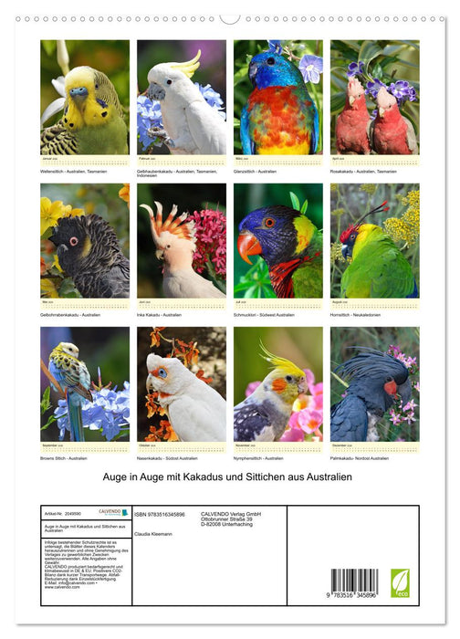 Auge in Auge mit Kakadus und Sittichen aus Australien (CALVENDO Premium Wandkalender 2026)