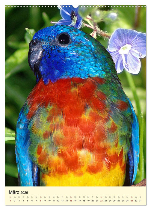 Auge in Auge mit Kakadus und Sittichen aus Australien (CALVENDO Premium Wandkalender 2026)