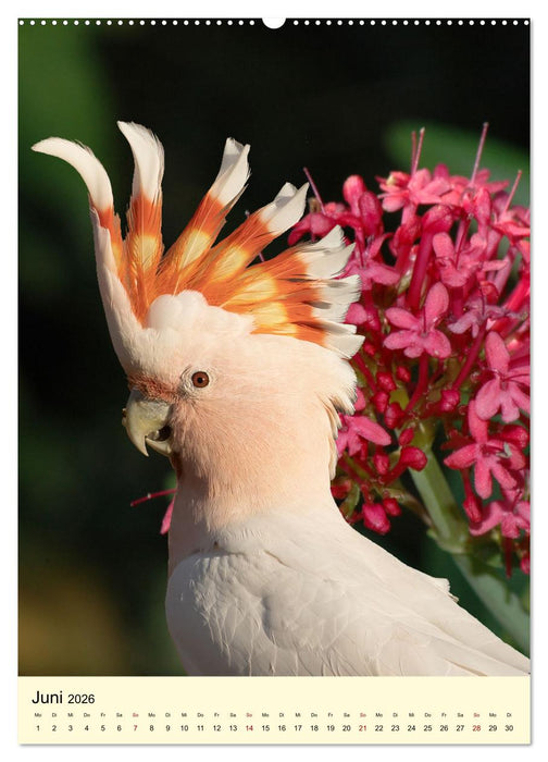 Auge in Auge mit Kakadus und Sittichen aus Australien (CALVENDO Premium Wandkalender 2026)