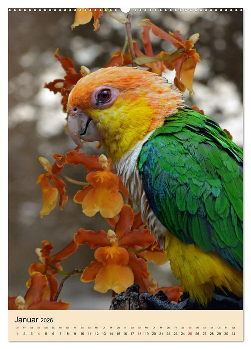 Die bunte Vielfalt Südamerikas - Aras, Amazonen und Sittiche im Portrait (CALVENDO Premium Wandkalender 2026)