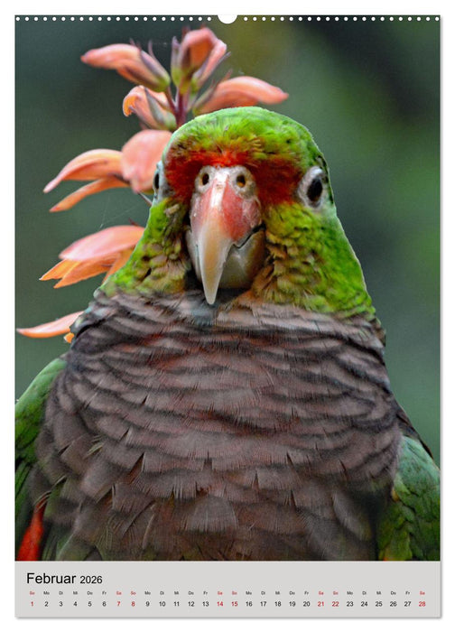 Die bunte Vielfalt Südamerikas - Aras, Amazonen und Sittiche im Portrait (CALVENDO Premium Wandkalender 2026)