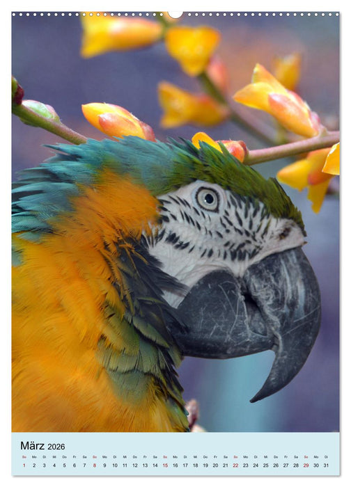 Die bunte Vielfalt Südamerikas - Aras, Amazonen und Sittiche im Portrait (CALVENDO Premium Wandkalender 2026)