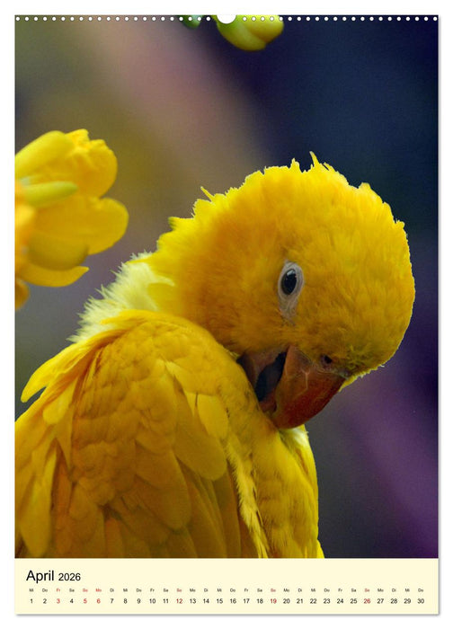 Die bunte Vielfalt Südamerikas - Aras, Amazonen und Sittiche im Portrait (CALVENDO Premium Wandkalender 2026)