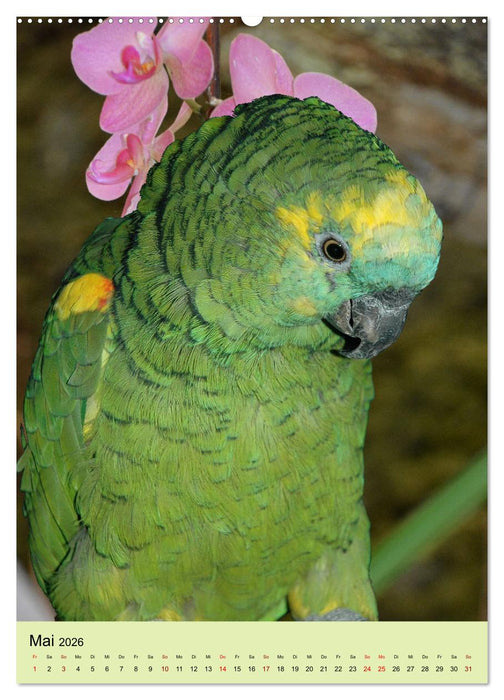 Die bunte Vielfalt Südamerikas - Aras, Amazonen und Sittiche im Portrait (CALVENDO Premium Wandkalender 2026)