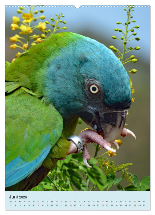 Die bunte Vielfalt Südamerikas - Aras, Amazonen und Sittiche im Portrait (CALVENDO Premium Wandkalender 2026)