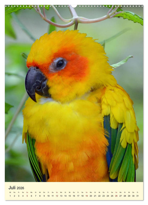Die bunte Vielfalt Südamerikas - Aras, Amazonen und Sittiche im Portrait (CALVENDO Premium Wandkalender 2026)