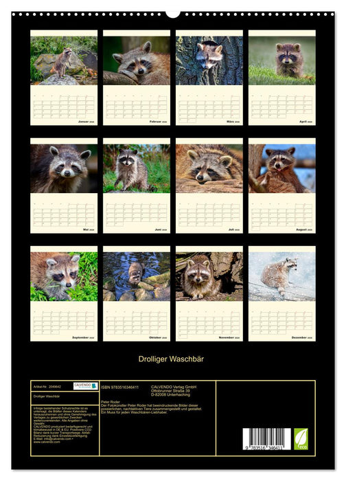 Drolliger Waschbär (CALVENDO Premium Wandkalender 2026)