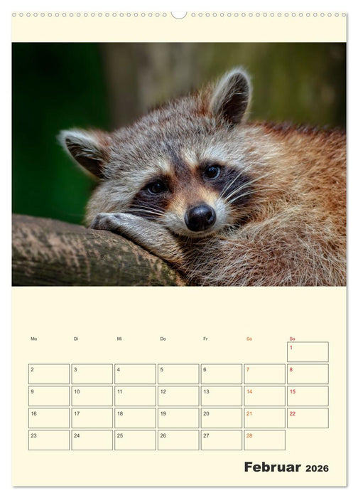 Drolliger Waschbär (CALVENDO Premium Wandkalender 2026)