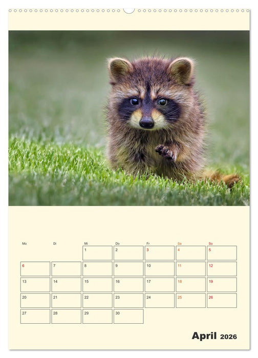 Drolliger Waschbär (CALVENDO Premium Wandkalender 2026)
