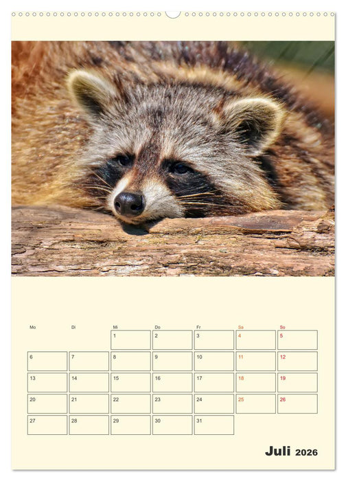 Drolliger Waschbär (CALVENDO Premium Wandkalender 2026)