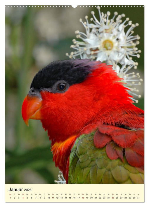 Farbenprächtige Papageien aus Asien und Afrika (CALVENDO Wandkalender 2026)