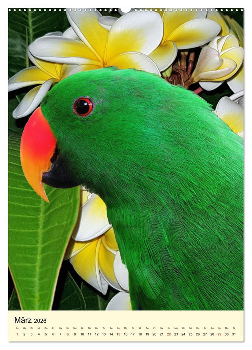 Farbenprächtige Papageien aus Asien und Afrika (CALVENDO Wandkalender 2026)