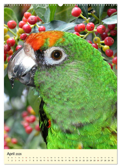 Farbenprächtige Papageien aus Asien und Afrika (CALVENDO Wandkalender 2026)