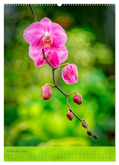 Schmetterlingsorchideen in High Dynamic (CALVENDO Wandkalender 2026)