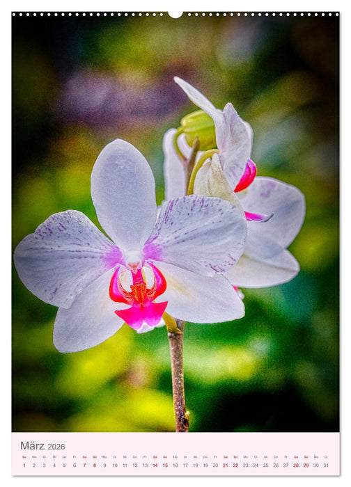 Schmetterlingsorchideen in High Dynamic (CALVENDO Wandkalender 2026)